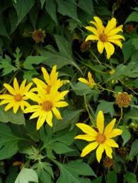 Image result for Tithonia diversifolia