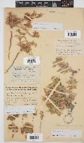 Image result for Dicoma capensis