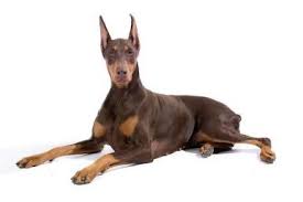 Doberman Irkinin Ozellikleri Bakimi Beslenmesi Ve Egitimleri Hakkinda Bilgi Doberman Kopek Hayvanlar