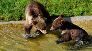 Ajhq sometimes releases animals, pets and items into animal jam and play wild which have an in appearance, meagyn's pet bear looks like a cuddly bear cub. How The Bernese Took A Stand For Their Bears