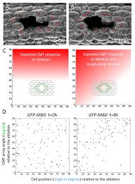 Maybe you would like to learn more about one of these? A Tension Adhesion Feedback Loop In Plant Epidermis Elife