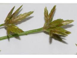 Image result for Cyperus haspan