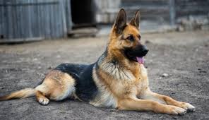 Hranirea artificiala a cateilor nou nascuti, incearca sa argumenteze de ce laptele de vaca nu este bun in hranirea cateilor nou nascuti. Cat MÄnancÄ Un CiobÄnesc German Si Ce Alimente Sunt Indicate Tarc Ro