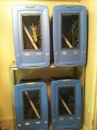 546754 4011431053864 1763344211 N Jpg 717 960 Pixels Crested Gecko Habitat Lizard Cage Reptiles Pet