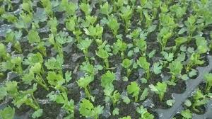 Sekarang dah tak pening2 lagi nak semai dia.boleh ikut cara ni kalau rase ia senang.peratus benih yang bercambah pun tinggi. Tips Tanam Daun Sup Tak Perlu Membeli Lagi