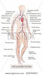 These diagrams help you learn the basics and understand the human body better. Circulatory Vascular Vector Photo Free Trial Bigstock