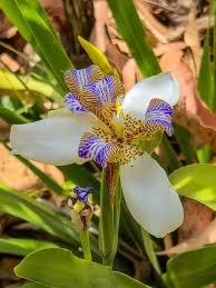 Image result for Neomarica northiana