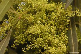 Image result for Searsia lancea