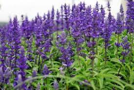 The plant is grown by the mazatec indigenous people of the oaxaca mountains in isolated, moist and secret plots. Legal Psychedelics For Sale Where To Buy Salvia Divinorum Theihcc Com