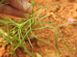 Image result for Cleome maculata