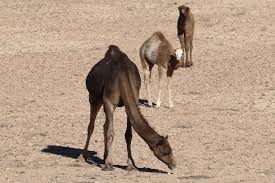 Some species may hiss as a defensive behavior, but the majority make no sound. Gbpjplazlc9sym