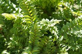 Image result for Ulmus parvifolia