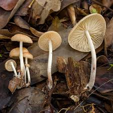 Image result for Marasmius opacus
