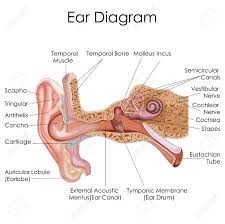 Medical Education Chart Of Biology For Human Ear Diagram Vector