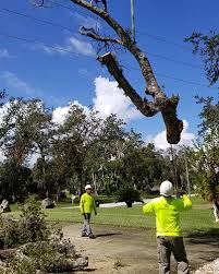 Winter Garden Tree Trimming And Removal Services