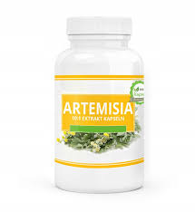 Artemisinin is a compound obtained from the plant artemisia annua, a common type of wormwood native to temperate asia. Bylica Roczna Artemisia Annua 120 Kaps 580 Mg 9363997992 Oficjalne Archiwum Allegro