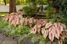 Caladium Care - The Ultimate Growing Guide | Proven Winners
