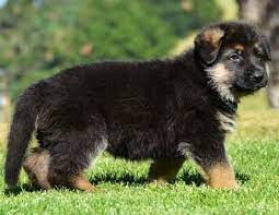 Magie & zino's pups born 05/01/2020. German Shepherd Puppies For Sale Rochester Ny 151891