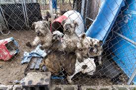 She has been vet checked and comes with. Puppy Mills