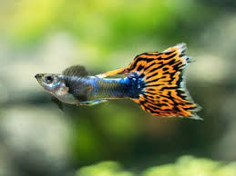 Lyretail Guppy Fish Guppy Guppy Fish Fish