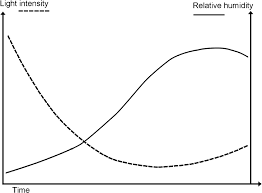 Image result for Nephrangis filiformis