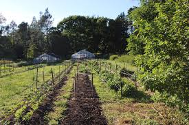 Another use for wood chips is to cover garden and yard pathways. No Till Farming Lessons Learned With Deep Mulch System