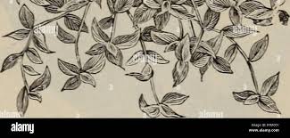 Image result for Vepris bachmannii