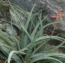 Image result for Aloe wollastonii