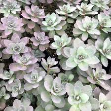 Sedum 'Plum Dazzled' (Stonecrop ...