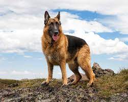 He is a very active dog; German Shepherd Dog Breed Information Pictures Characteristics Facts Dogtime