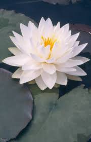 15 016 views 2 820 prints. Water Lily Better Homes Gardens