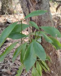 Image result for Gardenia resinifera