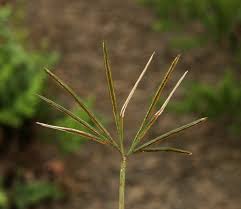 Image result for Actiniopteris dimorpha