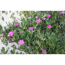 Image result for Carpobrotus