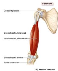 Picture51338811679155 Jpg 608 745 Biceps Brachii Nursing Students Muscle Anatomy