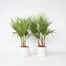 Image result for Washingtonia robusta
