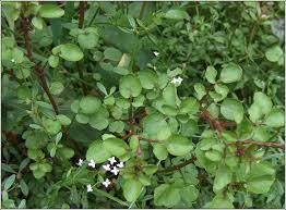 Image result for Nasturtium microphyllum