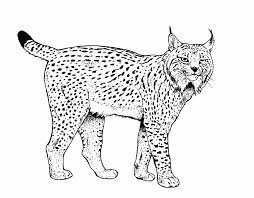 Dessin à imprimer de lynx : Lynx 10789 Animals Printable Coloring Pages