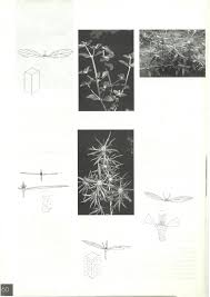 Image result for Kohautia confusa