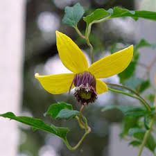 Its flowers have a gentle, pleasing fragrance and its seedheads are used by birds to build their nests. Russian Virgin S Bower Finegardening