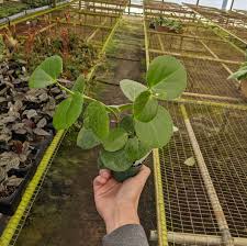 Image result for Cissus rotundifolia