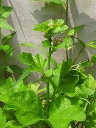 Image result for Malva verticillata