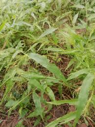 Image result for Digitaria compressa