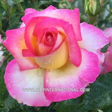 Trey anastasio, leader of jam band phish; Nirp Assortment Of Our Garden Rose Varieties