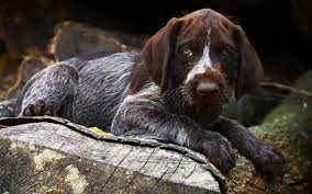 The current median price for all german wirehaired pointers sold is $0.00. Deutsch Drahthaar Breed Dog Breed Information Pictures