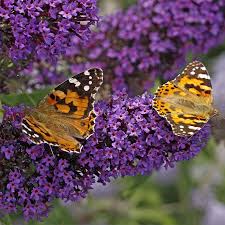 Does a butterfly bush like sun or shade?. Buzz Midnight Butterfly Bush Buddleia High Country Gardens