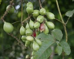 Image result for Paullinia pinnata