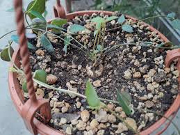 Image result for Ceropegia rendallii