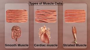 Producing motion, moving substance within the body, providing stabilization, and generating heat. Which Of The Following Is An Involuntary Muscle A Smooth Class 11 Biology Cbse