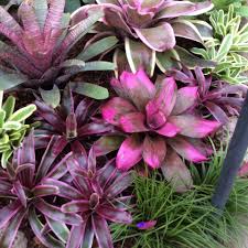 We have largest collection of indoor plants, flower plants, fruit plants and more plants online. Photos From The Olive Branch S Post The Olive Branch Indoor Bonsai Tree Bromeliads Jade Plants